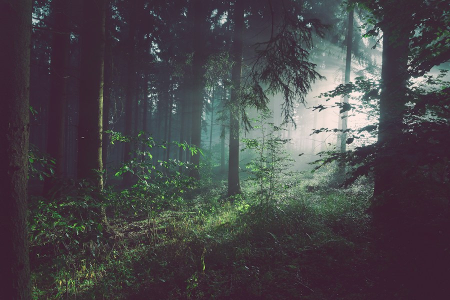 Sunlight filtering through a dense, green forest